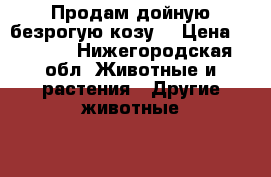 Продам дойную безрогую козу. › Цена ­ 6 000 - Нижегородская обл. Животные и растения » Другие животные   . Нижегородская обл.